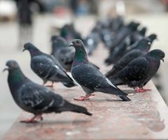 Invasion de pigeons : quelles solutions offrent les effaroucheurs ?