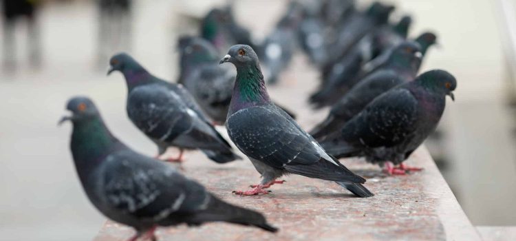 Invasion de pigeons : quelles solutions offrent les effaroucheurs ?