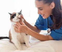 Comment guérir l’épilepsie d’un chat ?