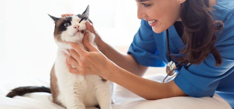 Comment guérir l’épilepsie d’un chat ?