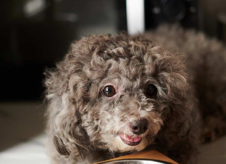 Helping paws san diego L'animal est tout amour.