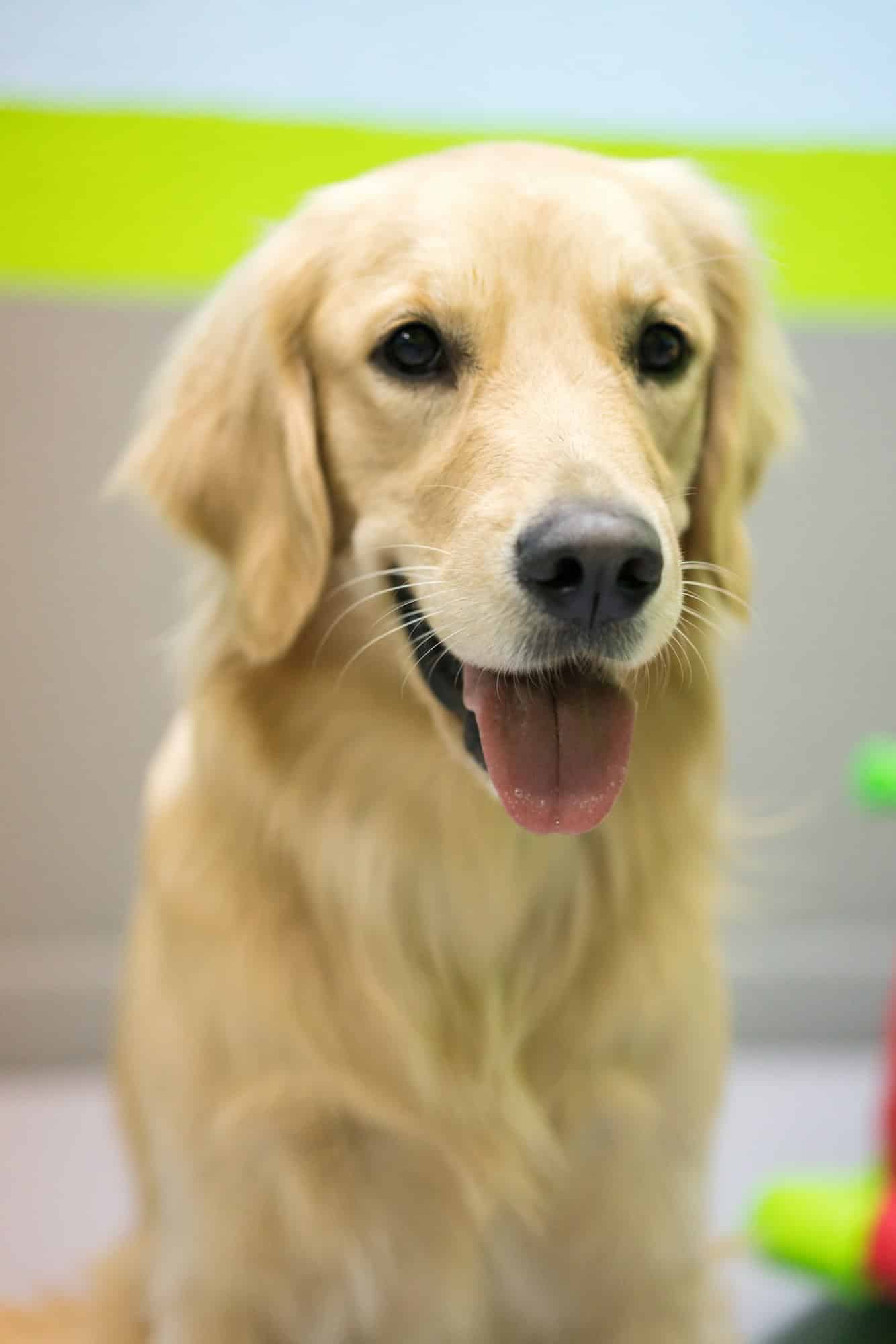 Quelles sont les meilleures croquettes pour votre Golden Retriever